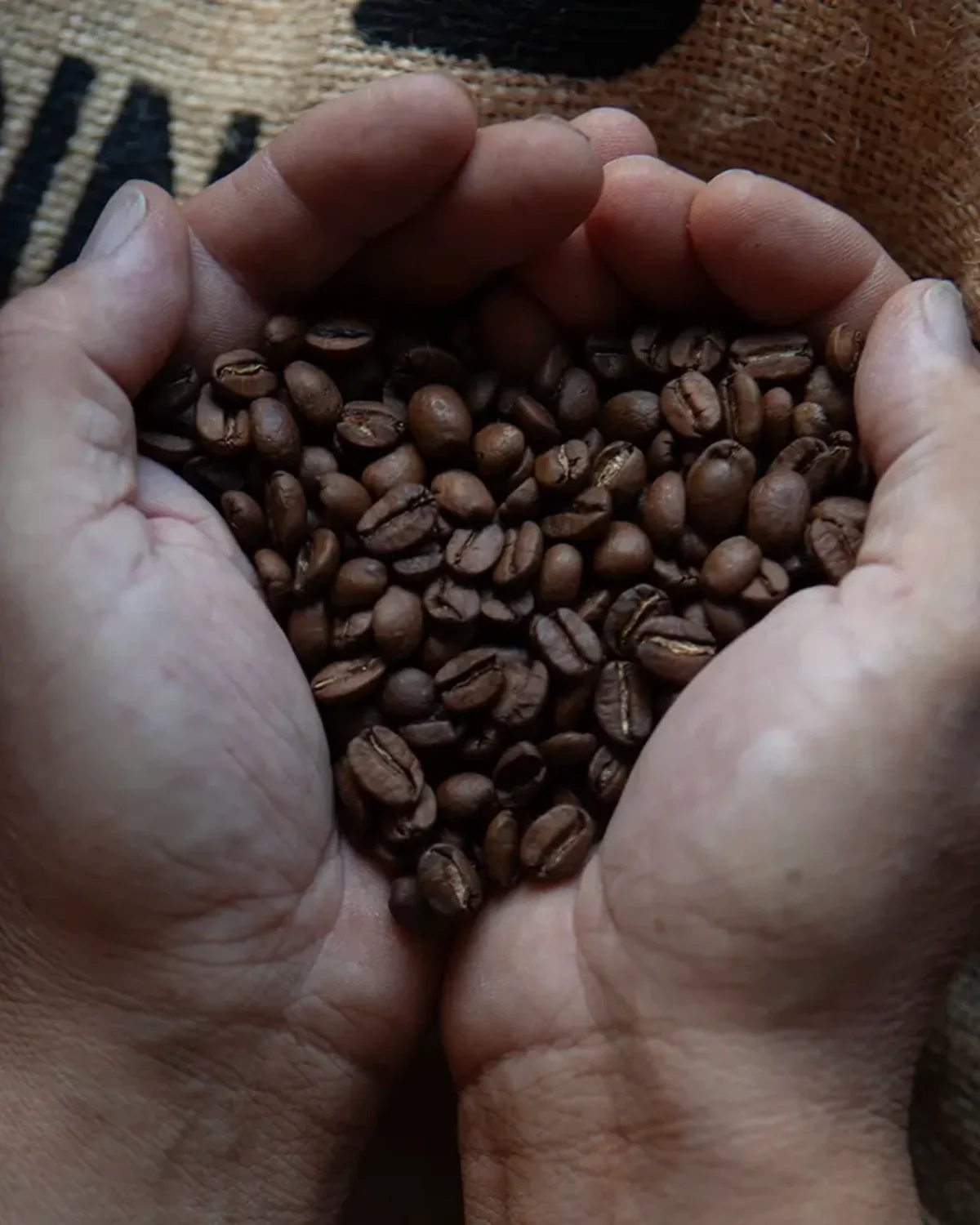 Ett par kupade händer med nyrostade kaffebönor i